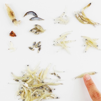 分類学習用稚魚標本 プラスティモンスター(1個) ナリカ