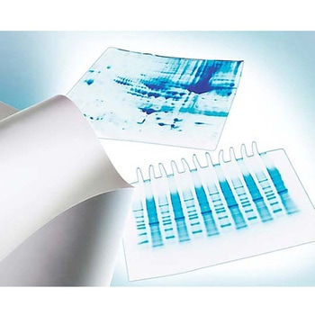 Immobilon-P PVDF 0.45μm 7x8.4cm sheet 50/Pk 50PK Merck(メルクミリポア)