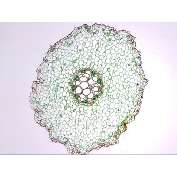 根の横断(タマネギ)プレパラート(10枚) ナリカ