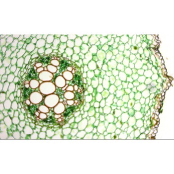 根の横断(タマネギ)プレパラート(10枚) ナリカ