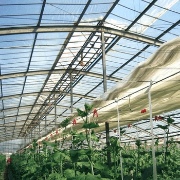 【オーダー】スーパーソーラーBD みかど加工