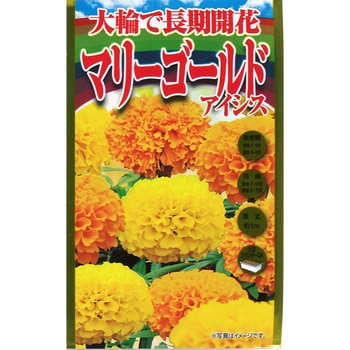 703233 【タネ】大輪で長期開花 マリーゴールド アイシス 花 1個