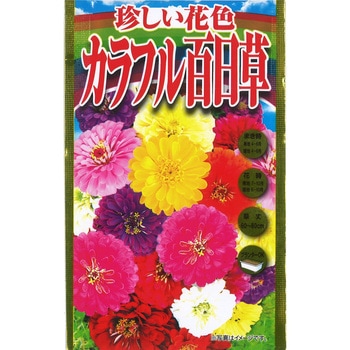 703110 【タネ】珍しい花色 カラフル百日草 花 1個 アタリヤ農園