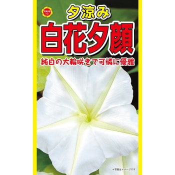 【タネ】夕涼み 白花夕顔 花 アタリヤ農園