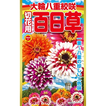 【タネ】大輪八重絞咲 切花用百日草 花 アタリヤ農園