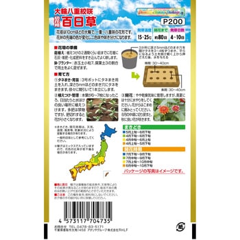 【タネ】大輪八重絞咲 切花用百日草 花 アタリヤ農園