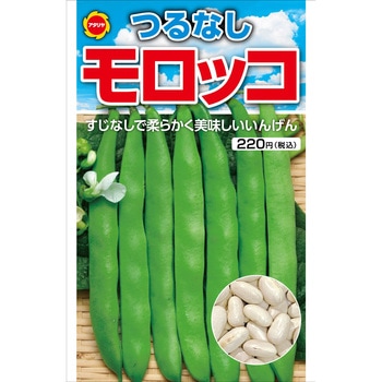 【タネ】つるなし モロッコ インゲン いんげん 野菜 アタリヤ農園