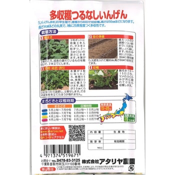 【タネ】多収穫つるなし いんげん インゲン 野菜 アタリヤ農園
