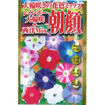 700942 【タネ】大輪咲の花色ミックス 朝顔 あさがお 花 1個 アタリヤ