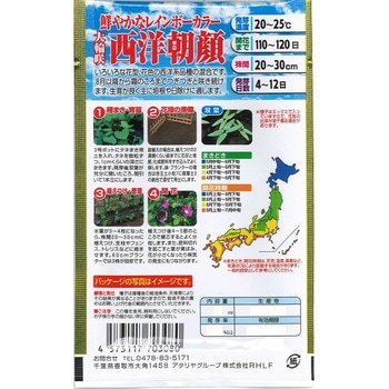 【タネ】鮮やかなレインボーカラー 大輪咲 西洋朝顔 アタリヤ農園