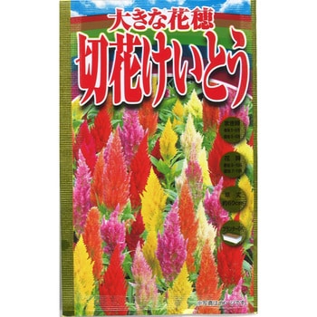 【タネ】大きな花穂 切花けいとう 花 アタリヤ農園