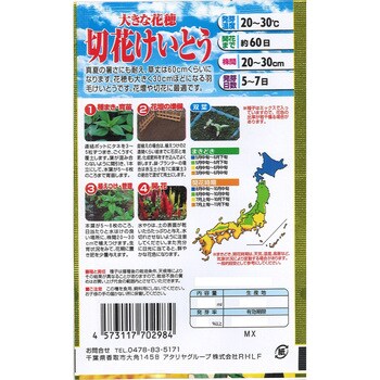 【タネ】大きな花穂 切花けいとう 花 アタリヤ農園