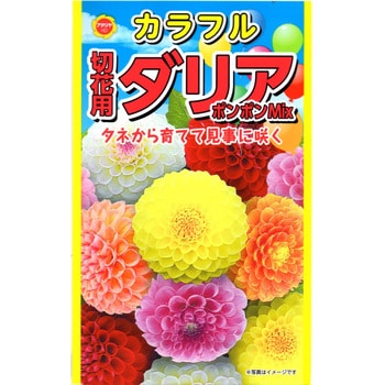 【タネ】カラフル 切花用ダリア ポンポンMix 花 アタリヤ農園
