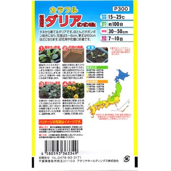 【タネ】カラフル 切花用ダリア ポンポンMix 花 アタリヤ農園