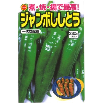 【タネ】煮・焼・揚で最高! ジャンボ ししとう 野菜 アタリヤ農園