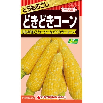 【タネ】どきどきコーン カネコ種苗