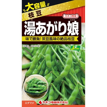 【タネ】大袋 湯あがり娘 カネコ種苗