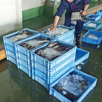 トロ函 三甲(サンコー)
