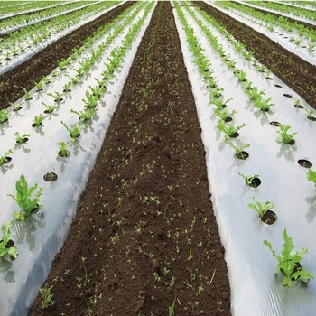 ホーリーシートN みかど加工