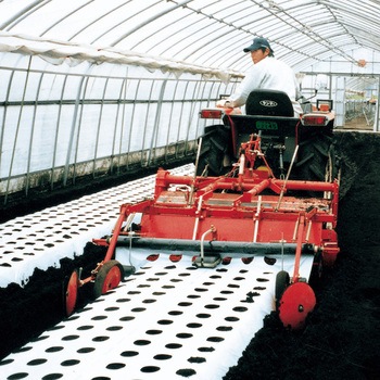 ホーリーシートB みかど加工