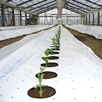 チョーハンシャ(25)シート みかど加工