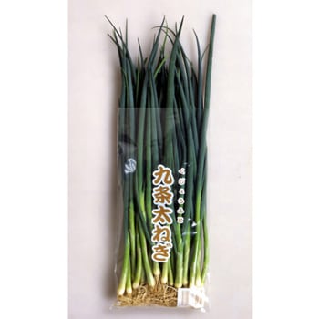 【苗】ねぎ 抜き苗 九条太ねぎ J.garden