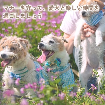 ウンチ処理袋 ペット用 散歩 お手軽 グリーンポイ太くん 100枚入 PHOENIX EINZEL