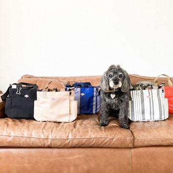 SN.スクエア.DOG.BUDDY-B     GRAYstripe ルートート