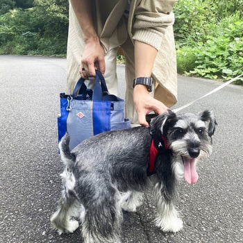 SN.スクエア.DOG.BUDDY-B     BLUEstripe ルートート