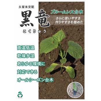 【タネ】黒竜 久留米原種育成会