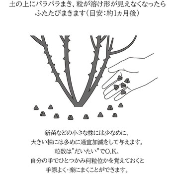 セレクション薔薇 タクト