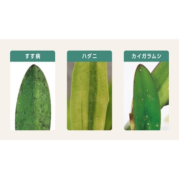 マイプランツ 葉をきれいにするシート 住友化学園芸