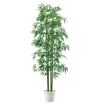 夏の装飾品 七夕笹バンブー高さ180cm (人工観葉植物) ストア・エキスプレス