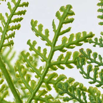 エクステリアソフティシダーブッシュ - MAGIQ(東京堂)