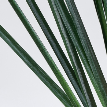 ウォッシュベアグラスロング - MAGIQ(東京堂)