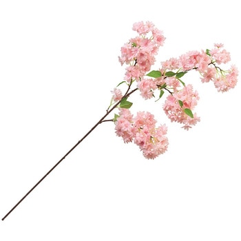 たわわ山桜 MAGIQ(東京堂)
