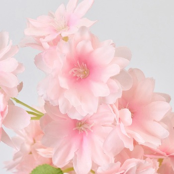 たわわ山桜 MAGIQ(東京堂)