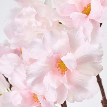 はなな桜 MAGIQ(東京堂)