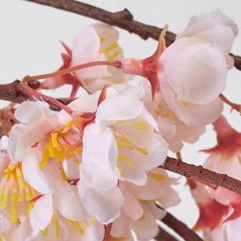しだれ桜 大 MAGIQ(東京堂)