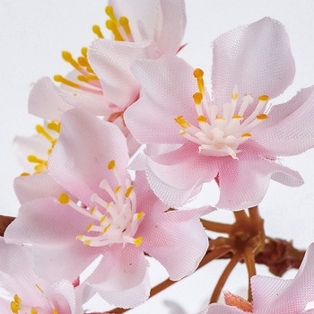 しおり桜 MAGIQ(東京堂)