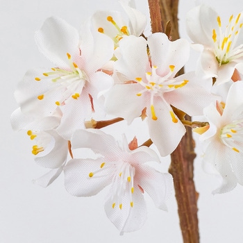 しおり桜 MAGIQ(東京堂)