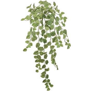 ミニフィットニアロングバイン MAGIQ(東京堂)