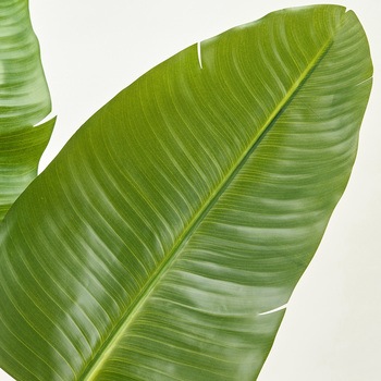 ストレリチアジョイントポット - MAGIQ(東京堂)