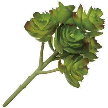 FG001976-023 ミニエケベリアブッシュ MAGIQ(東京堂) 16884476