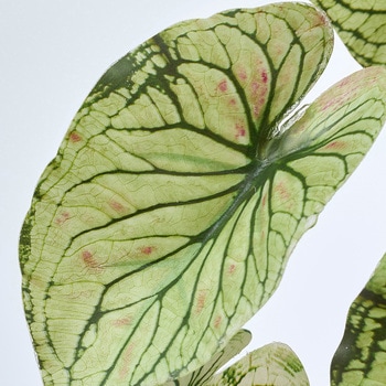 ライムカラジュームミニバイン MAGIQ(東京堂)