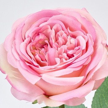 ラフィネスローズ MAGIQ(東京堂)