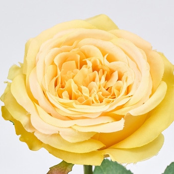 ラフィネスローズ MAGIQ(東京堂)