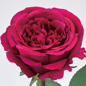 ラフィネスローズ MAGIQ(東京堂)