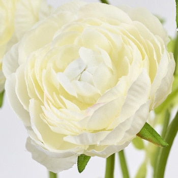 チアフルラナンバンドル MAGIQ(東京堂)