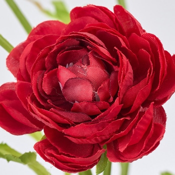 チアフルラナンバンドル MAGIQ(東京堂)